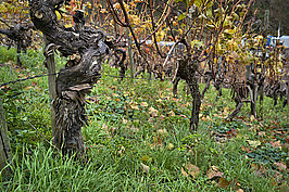 Ahrtal (1v9) - Bernhard Saalfeld - Lichtbildkunst